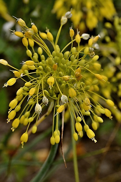  Allium flavum
