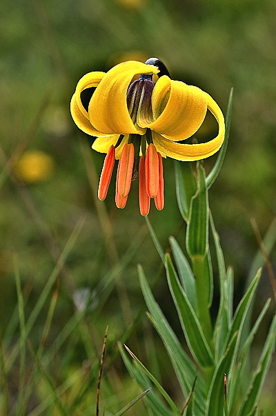 Lilium albanicum