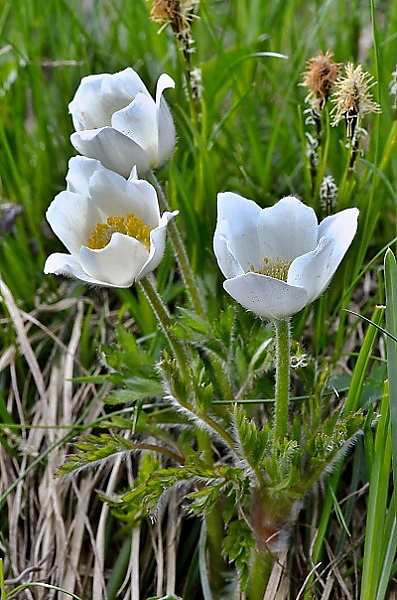 Pulsatilla alpina subsp. austroalpina