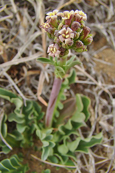 Valeriana clarionifolia
