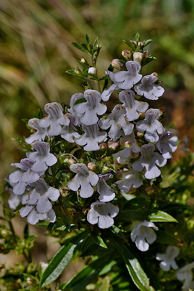 Satureja montana subsp. variegata