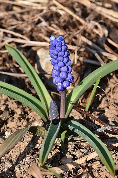 Muscari botryoides subsp. botryoides