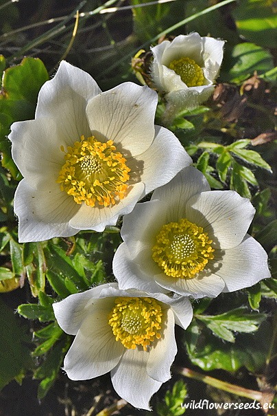 Pulsatilla alpina subsp. austriaca