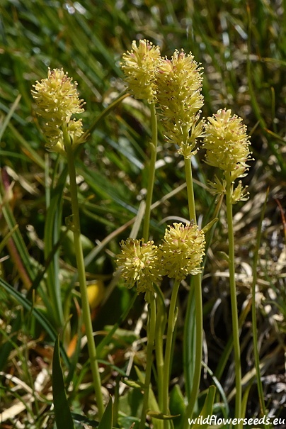 Tofieldia calyculata