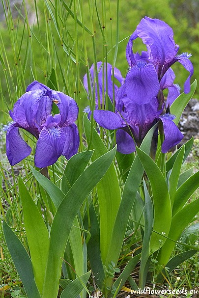 Iris aphylla subsp. aphylla