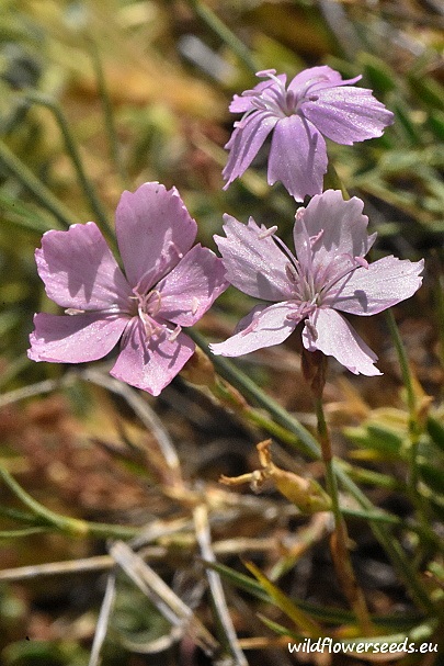 Dianthus zederbaueri