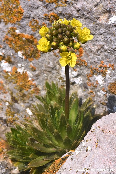 Draba lasiocarpa subsp. klasterskyi