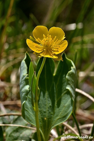 Ranunculus hybridus