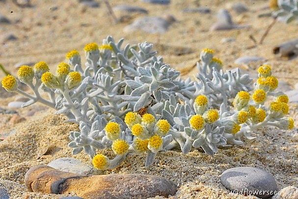 Achillea maritima