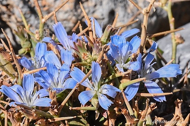 Cichorium spinosum Crocus discolor