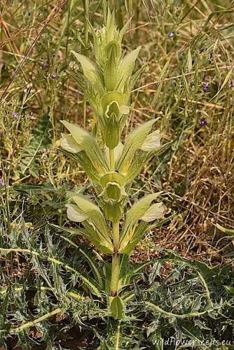 Acanthus greuterianus