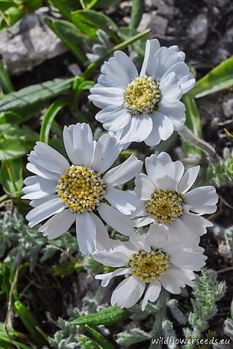 Achillea barrelieri