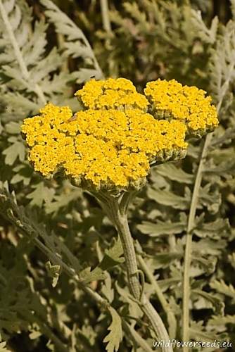 Achillea clypeolata