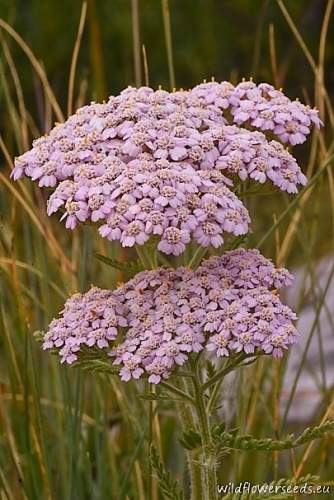 Achillea distans