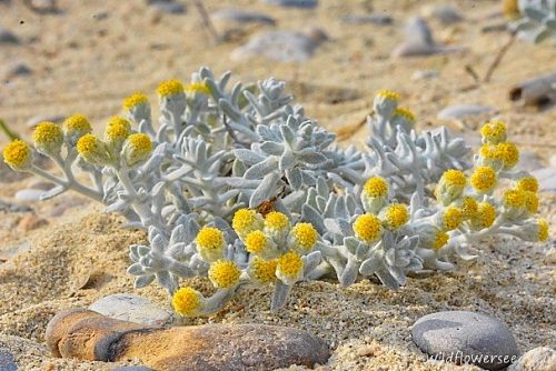 Achillea maritima