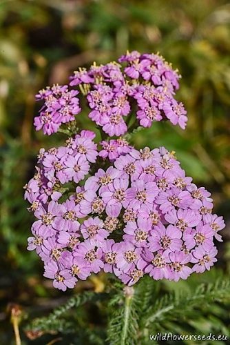 Achillea millefolium subsp. sudetica