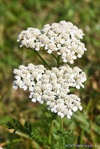 Achillea millefolium