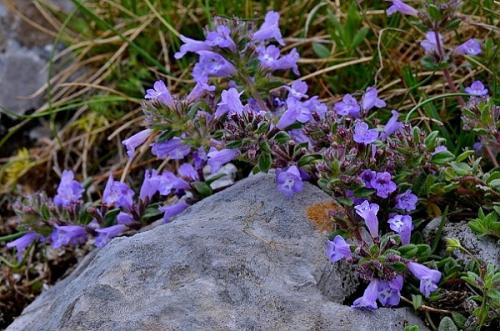 Acinos alpinus