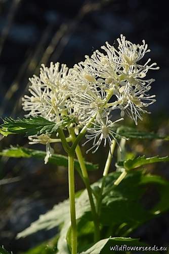 Actaea spicata