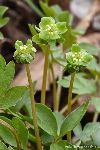 Adoxa moschatellina