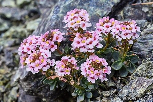 Aethionema saxatile subsp. creticum