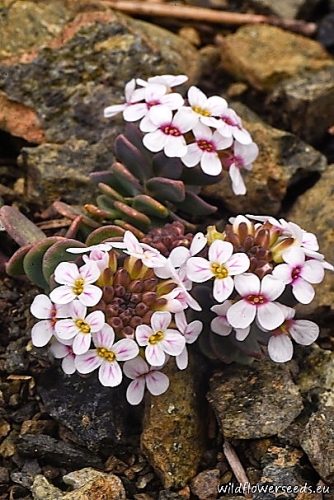 Aethionema saxatile subsp. graecum