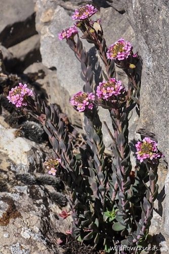 Aethionema saxatile