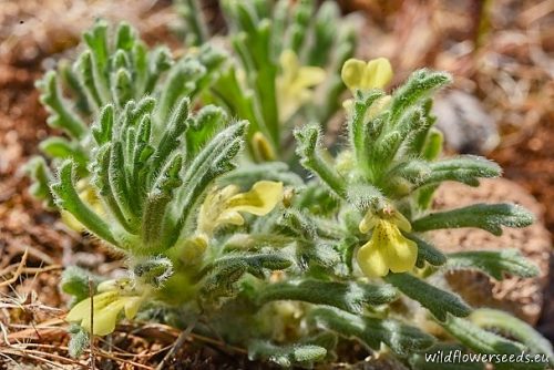 Ajuga iva