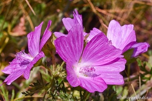 Alcea moschata