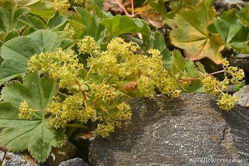 Alchemilla splendens