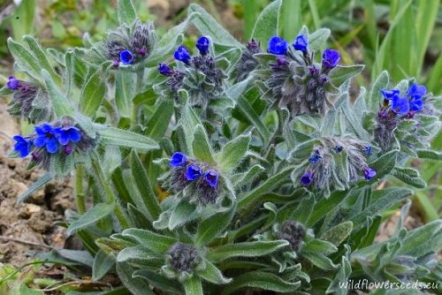 Alkanna tinctoria