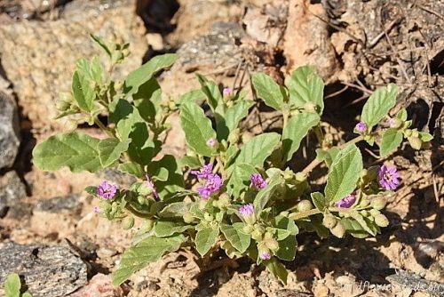 Allionia incarnata