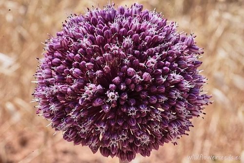 Allium ampeloprasum