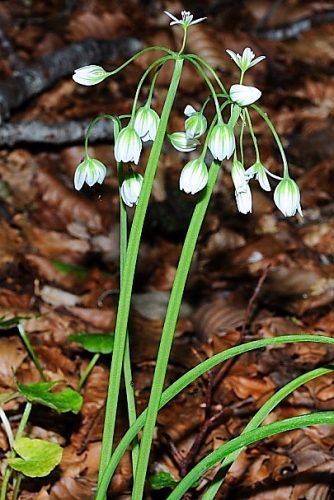 Allium pendulinum