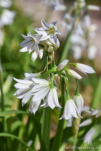 Allium triquetrum