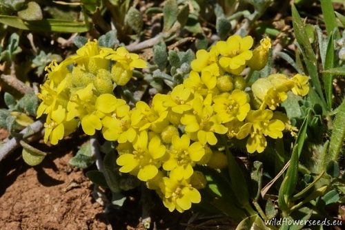 Alyssum diffusum