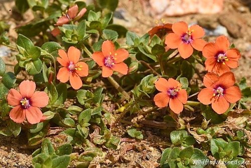Anagallis arvensis
