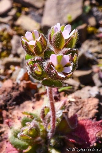 Androsace maxima
