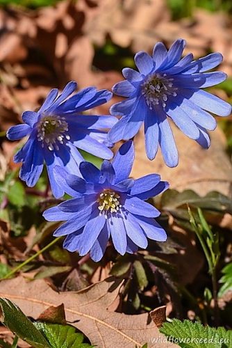 Anemone apennina