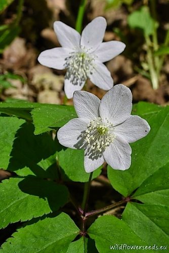Anemone trifolia