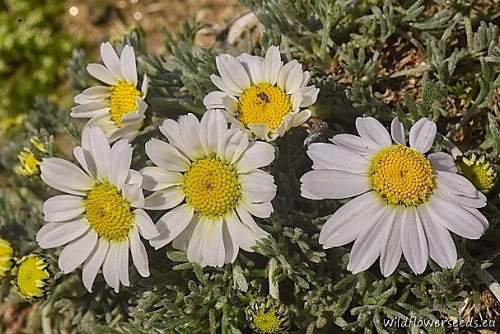 Anthemis pindicola