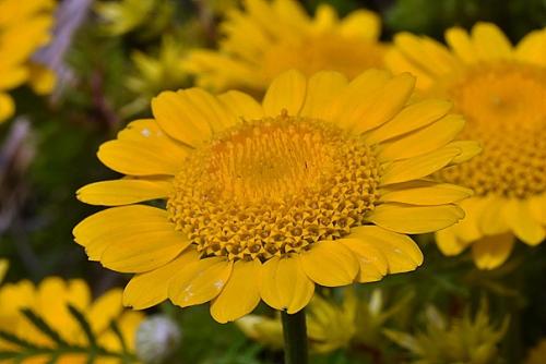 Anthemis tinctoria