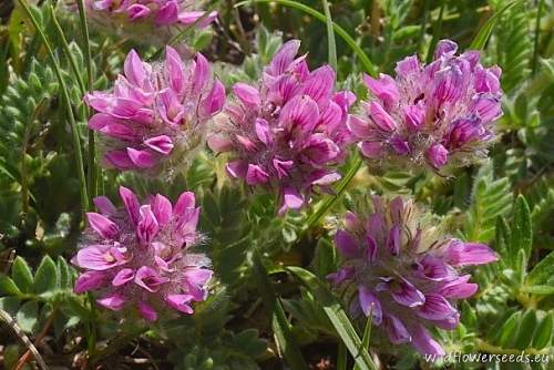 Anthyllis montana subsp. jacquinii