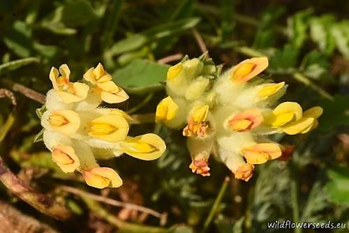 Anthyllis vulneraria