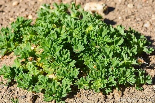 Aphanes arvensis