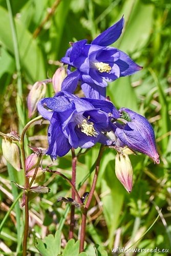 Aquilegia vulgaris