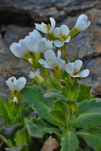 Arabis alpina subsp. alpina