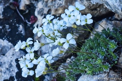 Arabis bryoides