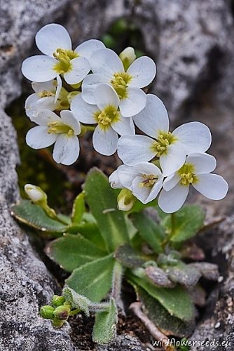 Arabis caucasica