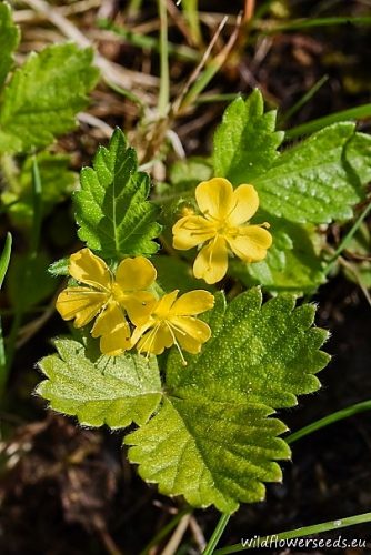 Aremonia agrimonoides